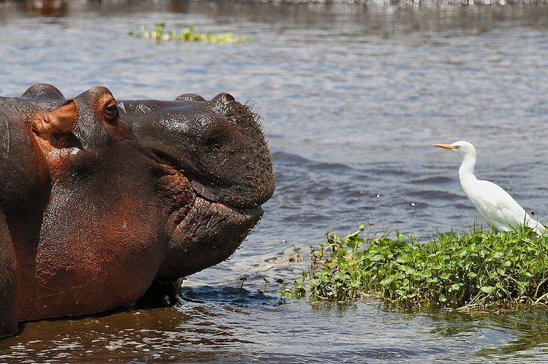 Hippotame et oiseau - Tanzanie