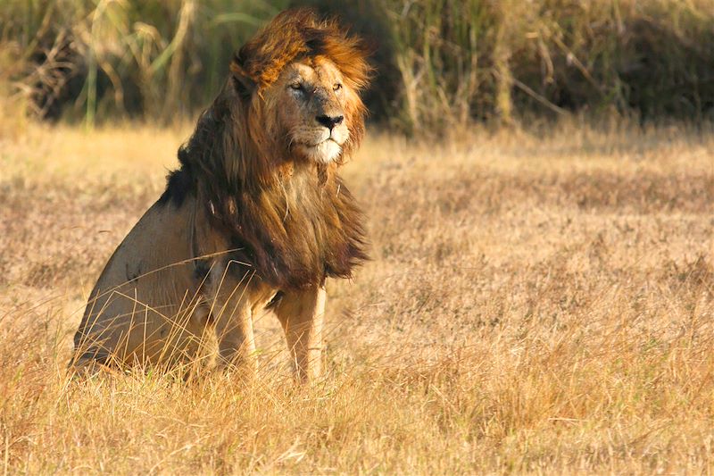 Ngorongoro - Tanzanie