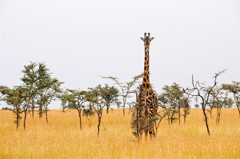 Girafe dans le parc national du Serengeti - Tanzanie