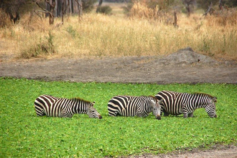 Du Serengeti à Zanzibar version confort 