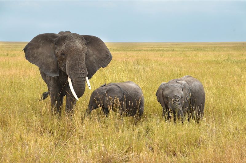 Parc National Serengeti - Tanzanie