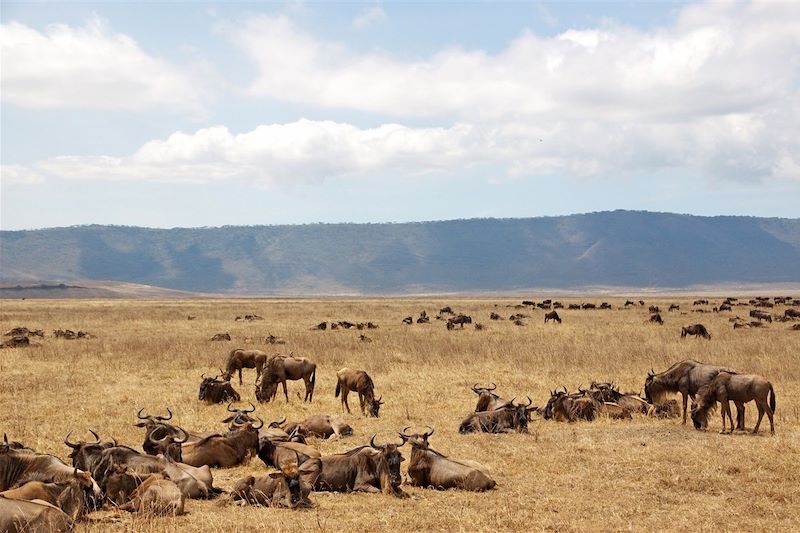 Parc national du Ngorongoro - Région d'Arusha - Tanzanie