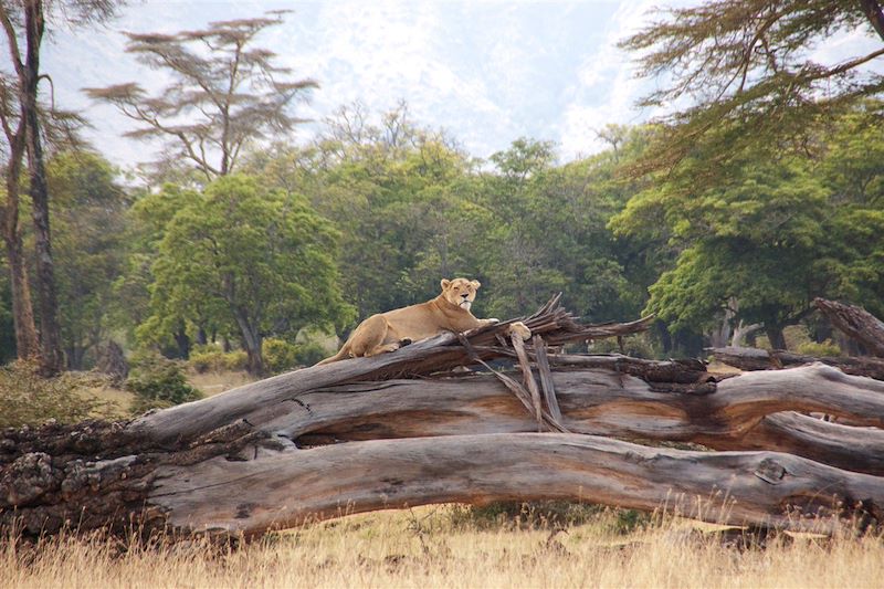 Parc national du Ngorongoro - Région d'Arusha - Tanzanie