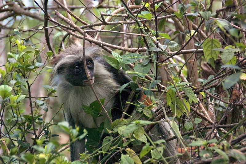 Parc national Jozani Chwaka Bay - Ile de Unguja - Zanzibar - Tanzanie