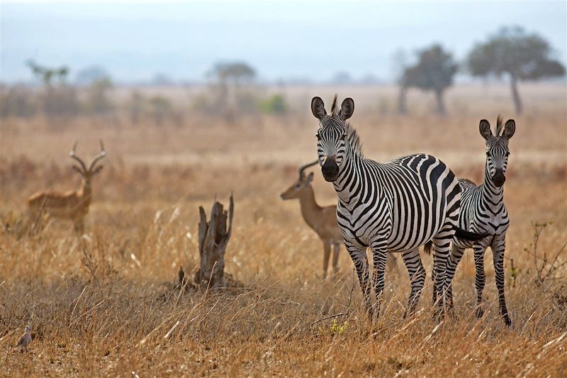 Zèbres et antilopes