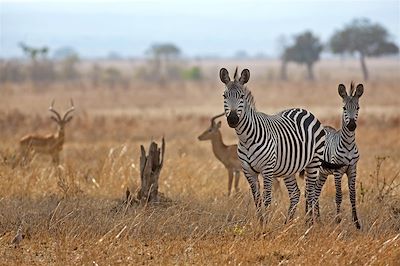 Du Serengeti à Zanzibar version confort  4