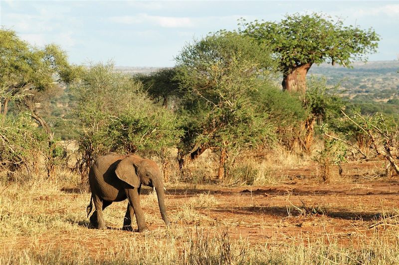 Eléphant dans le parc national de Tarangire - Tanzanie
