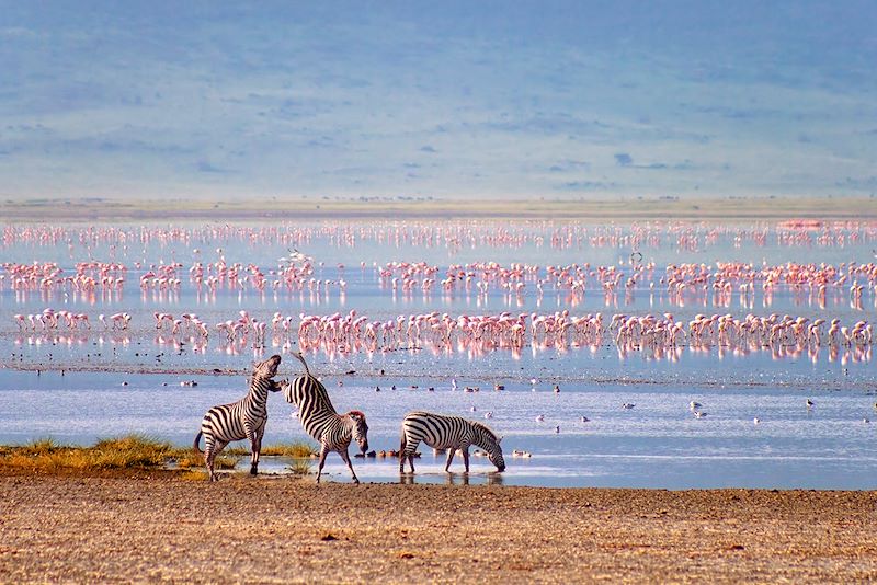 Zèbres et flamants roses dans le cratère du Ngorongoro - Tanzanie