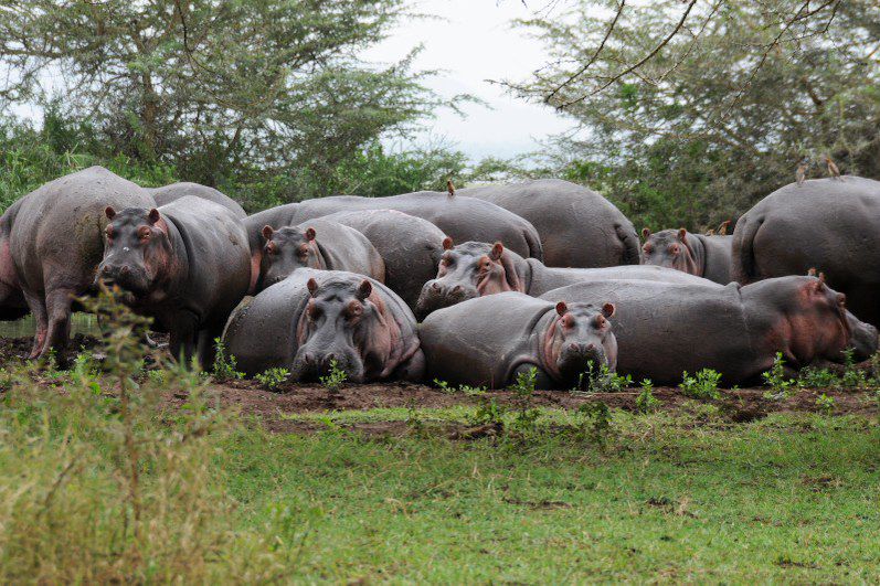 Tanzanie