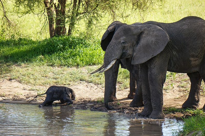 Éléphants dans le parc du Tarangire - Tanzanie