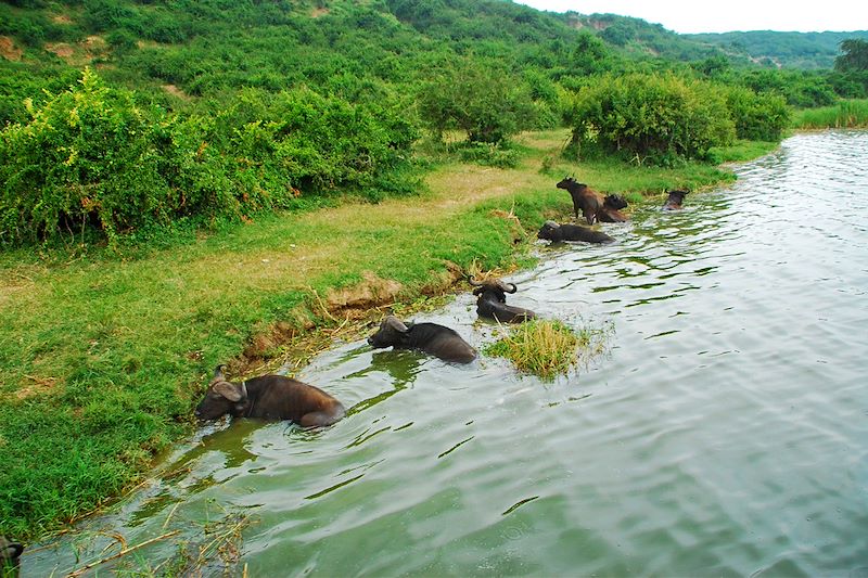 Buffles dans le canal de Kazinga - Parc National Queen Elizabeth - Ouganda
