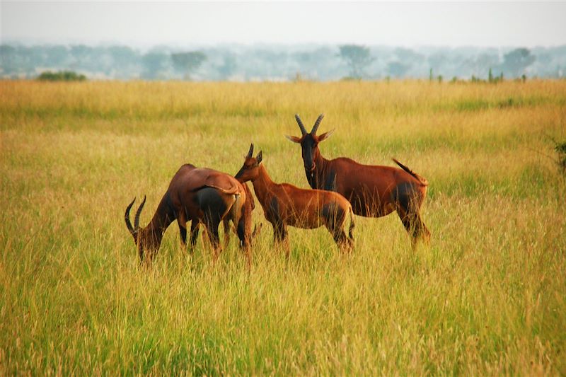 Troupeau de topis dans la réserve d'Ishasha - Ouganda