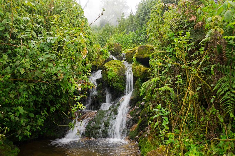 Chaîne du Ruwenzori (Rwenzori) - Ouganda