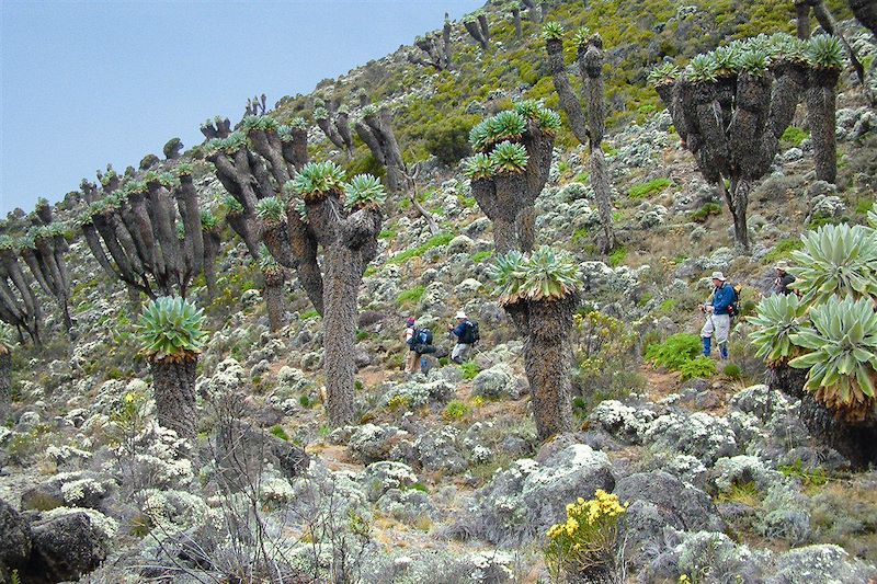Montagnes de la Lune - Chaîne du Ruwenzori (Rwenzori) - Ouganda