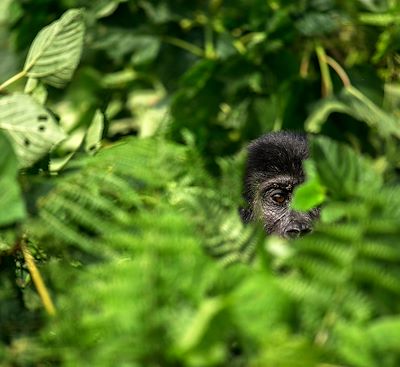 Voyages sur mesure Ouganda