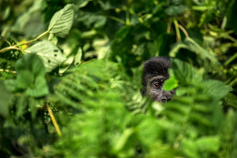 Trek gorilles en Ouganda en voyage sur mesure, avec randonnée à Rwenzori, safari à Queen Elizabeth et trek chimpanzés