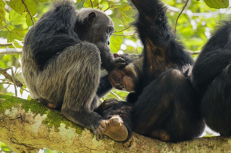 Chimpanzés dans le Gorge de Kyambura - Parc national Queen Elizabeth - Ouganda