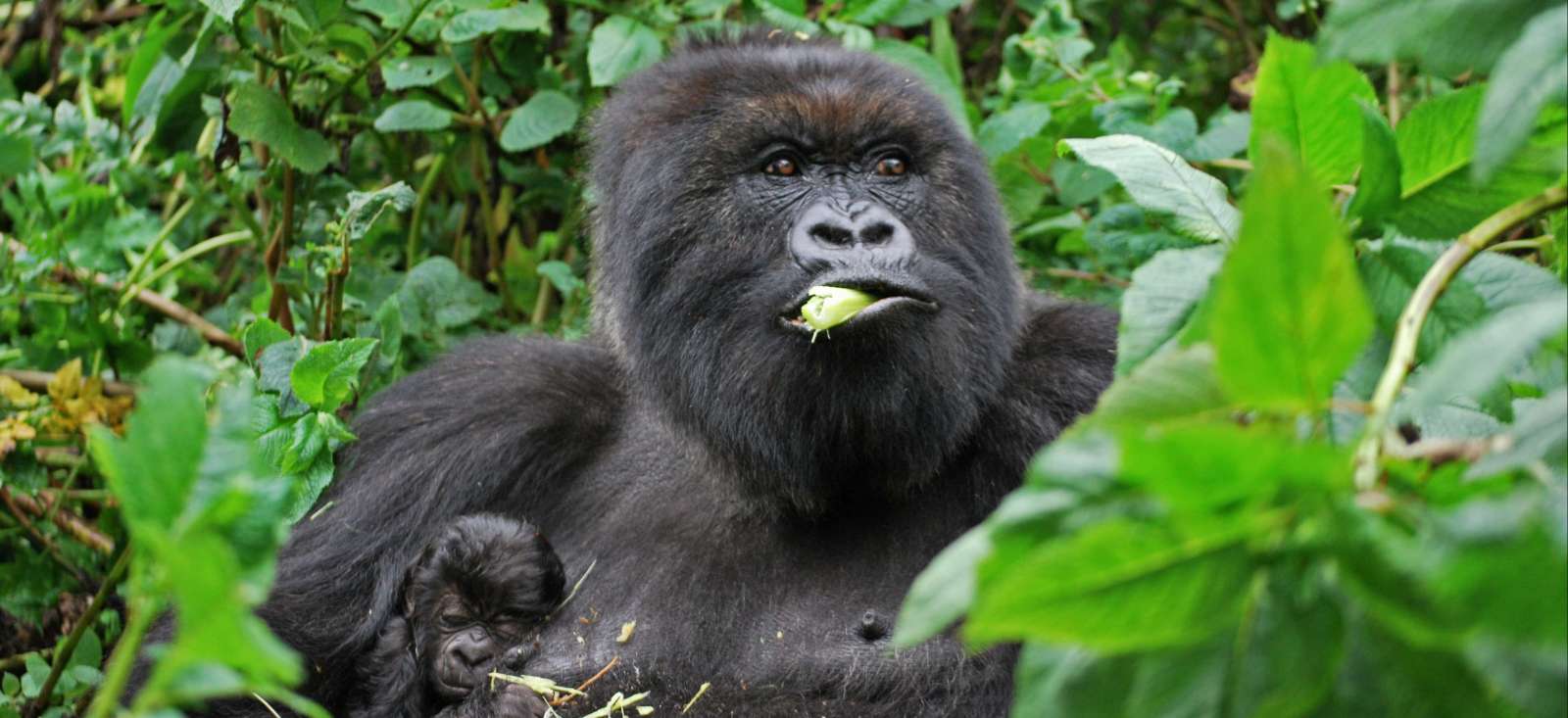 Voyage à pied Ouganda : Gorilles et merveilles de l\'Ouganda Voyage à pied Ouganda : Gorilles et merveilles de l\'Ouganda
