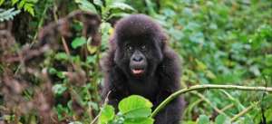 voyage Ouganda