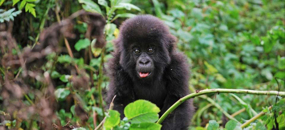 Gorilles de montagne, Chimpanzés de Kibale et faune des PN du Queen Elisabeth et Murchison