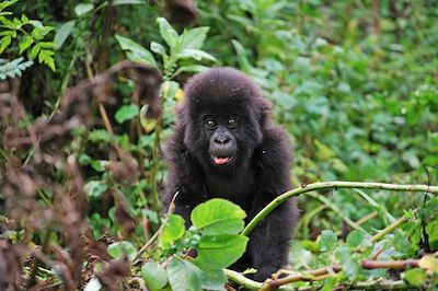 voyage Gorilles et merveilles de l'Ouganda