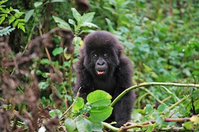 voyage Gorilles et merveilles de l'Ouganda