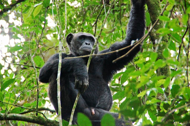Chimpanzé au Parc National de Kibale - Ouganda