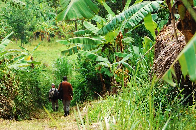 Randonneurs au marais de Bigodi - Ouganda