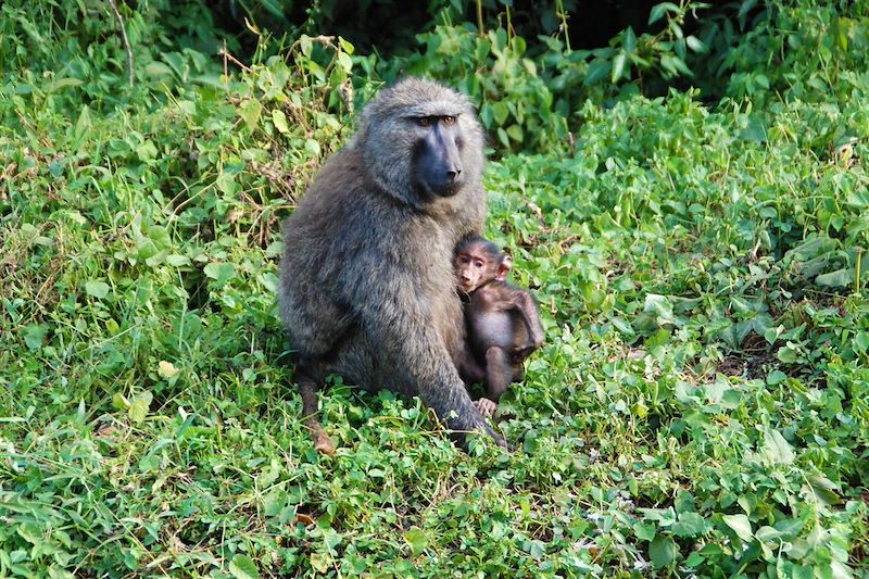 Babouin et son petit - Route entre Entebbe et le lac Mburo - Ouganda