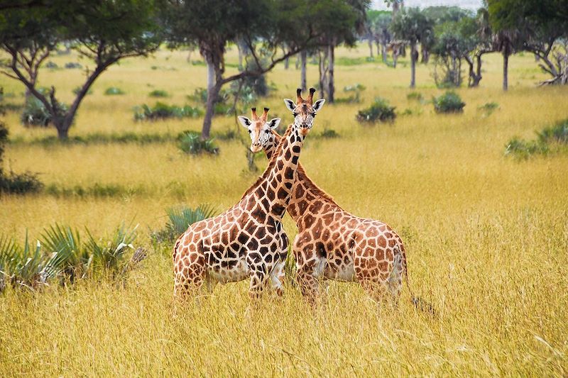Couple de girafes dans le Parc national Murchison Falls - Ouganda