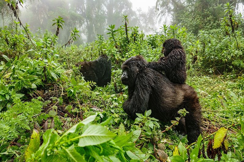 Gorilles dans la forêt impénétrable de Bwindi - Ouganda