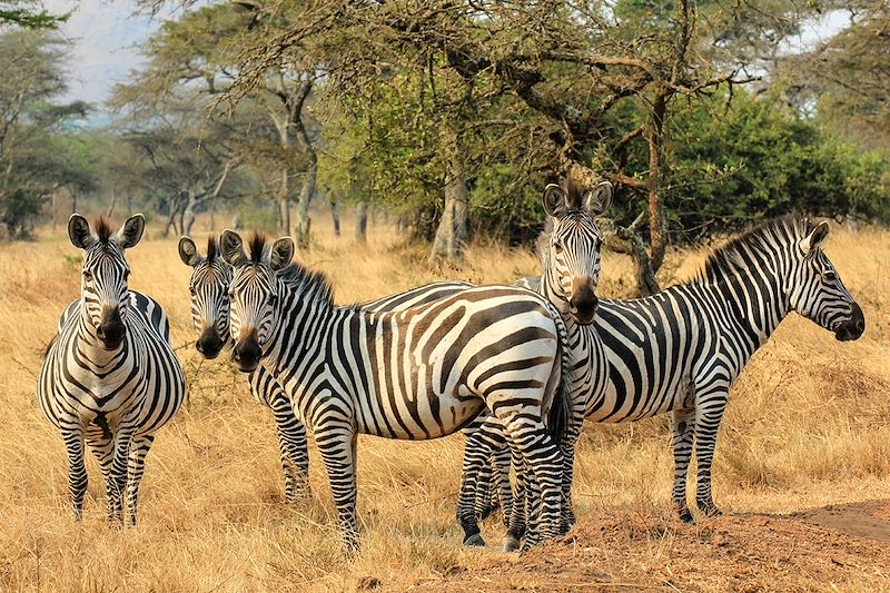 Zèbres dans le parc national du Lac Mburo - Ouganda