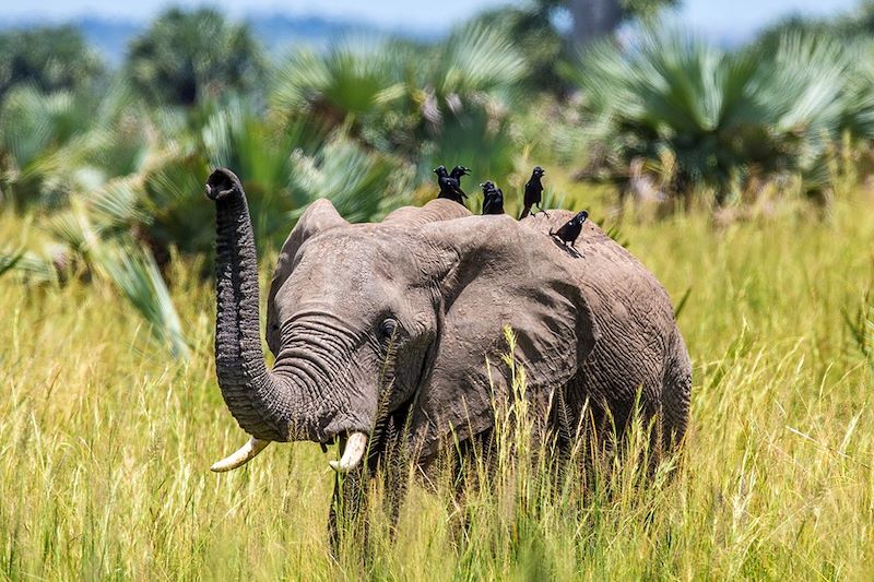 Eléphant dans le parc national de Murchison Falls - Ouganda
