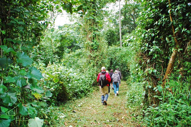 Parc National de Kibale - Ouganda