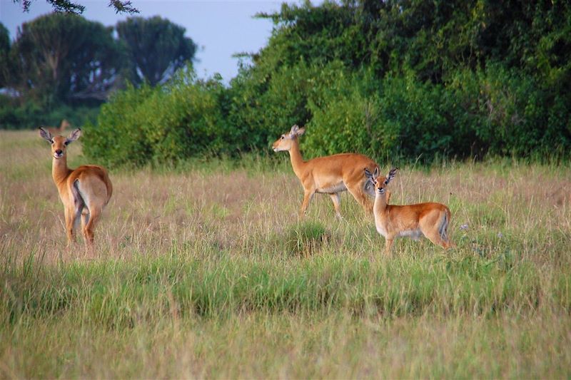 Famille de cobes de buffon au Parc National Queen Elizabeth - Ouganda