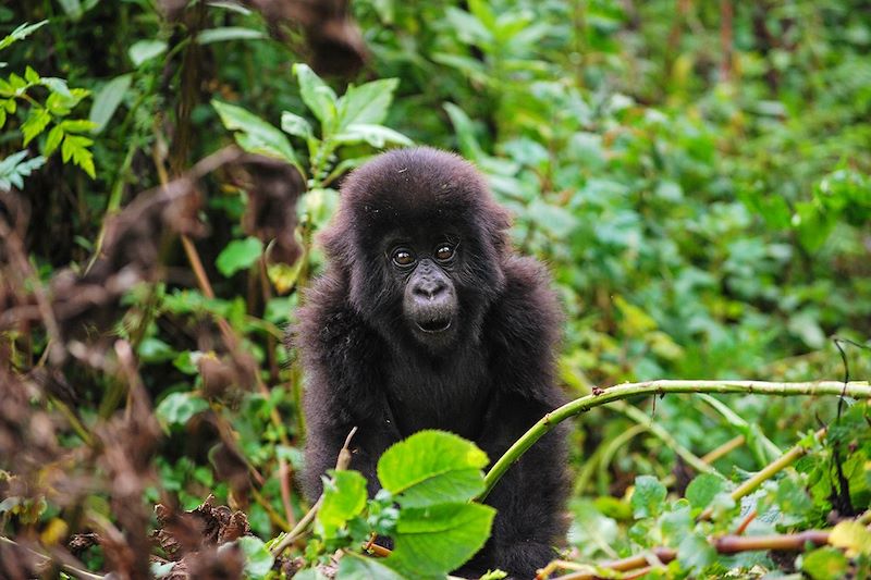 À la frontière entre le Rwanda et Ouganda