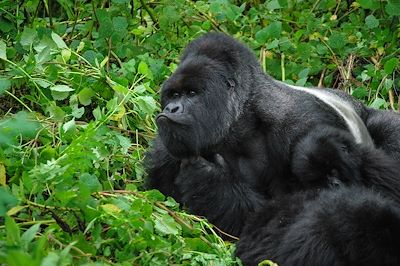 Gorilles, chimpanzés, lacs et volcans 3