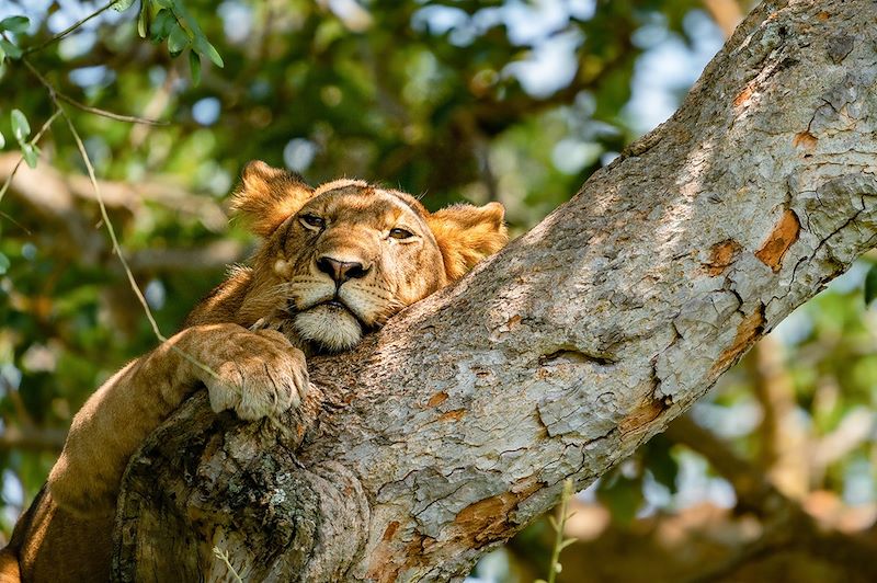 Lion dans le parc national Queen Elizabeth - Ouganda