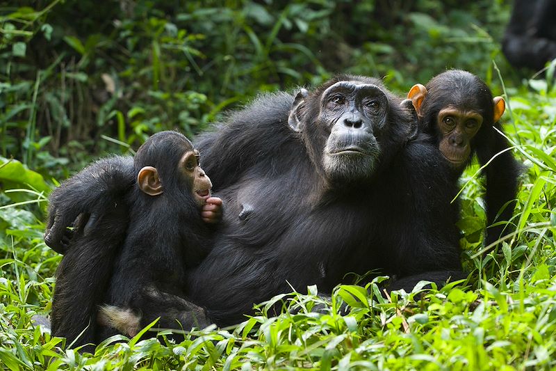 Voyage entre Ouganda et Rwanda : Observation des primates, Safari à Queen Elizabeth, bateau et pirogues sur les lacs...
