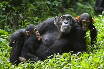 Gorilles, chimpanzés, lacs et volcans