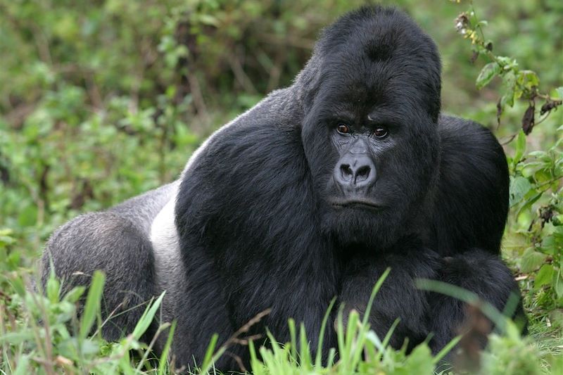 Gorille de montagne à dos argenté - Virunga - Rwanda