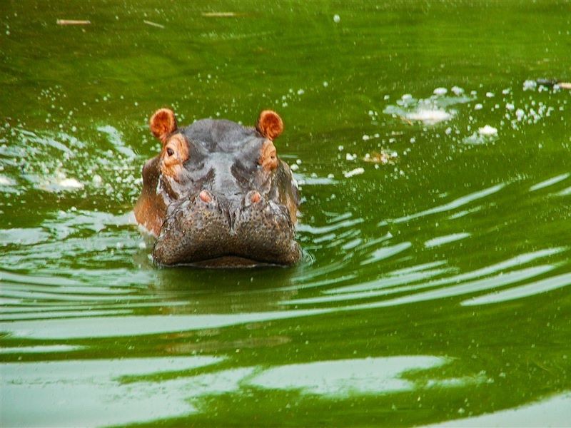 Hippopotame dans le canal de Kazinga - Parc National Queen Elizabeth - Ouganda