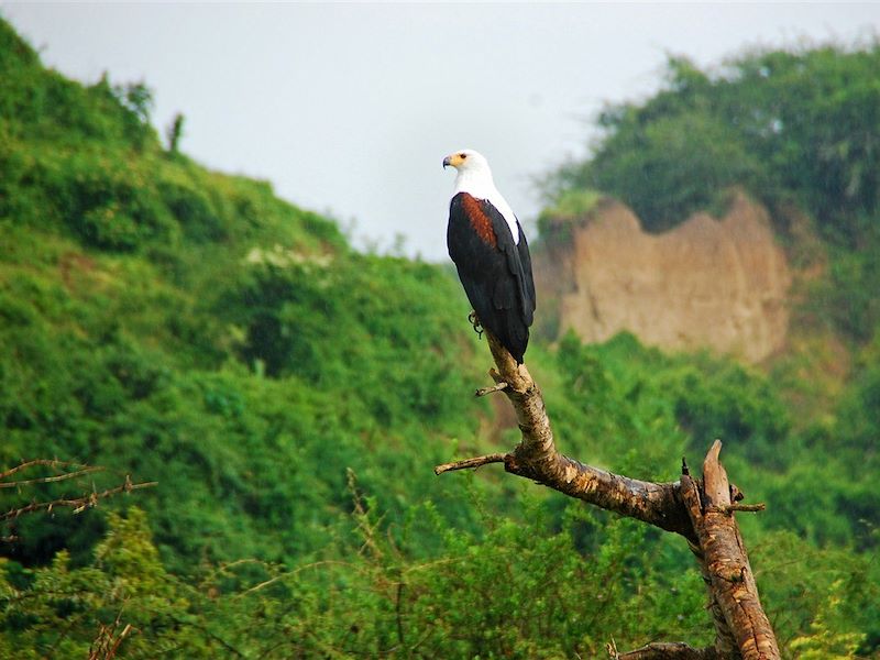 Aigle au bord du canal de Kazinga - Parc National Queen Elizabeth - Ouganda