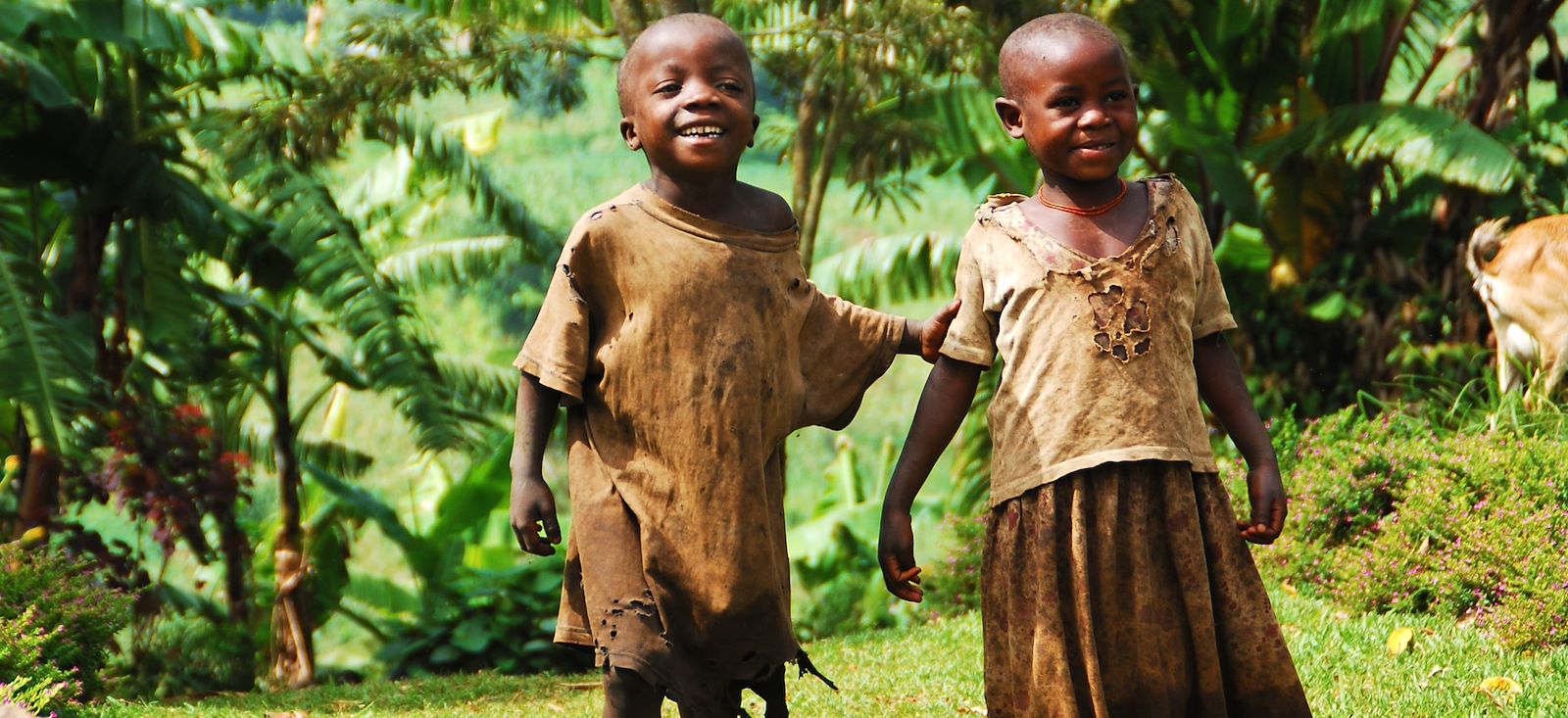 Image Rando, safaris et gorilles des montagnes !