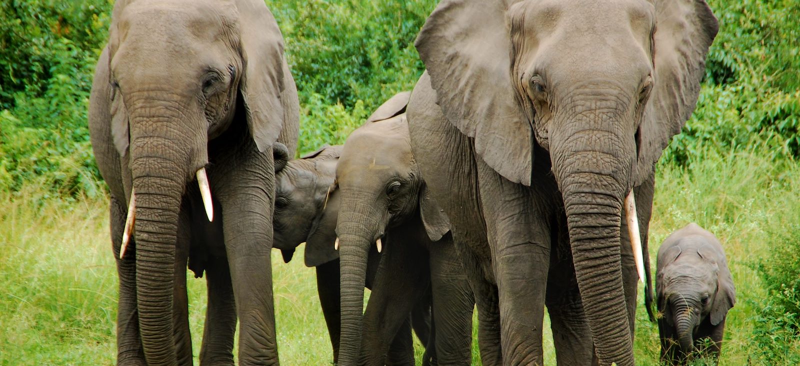 Image Rando, safaris et gorilles des montagnes !