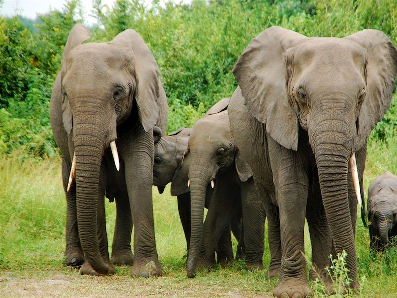 Famille d'éléphants au Parc National Queen Elizabeth - Ouganda