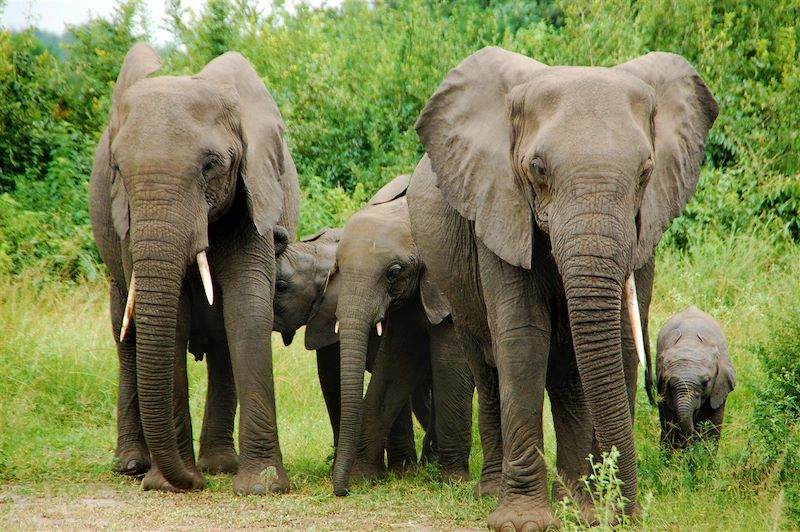 Famille d'éléphants au Parc National Queen Elizabeth - Ouganda