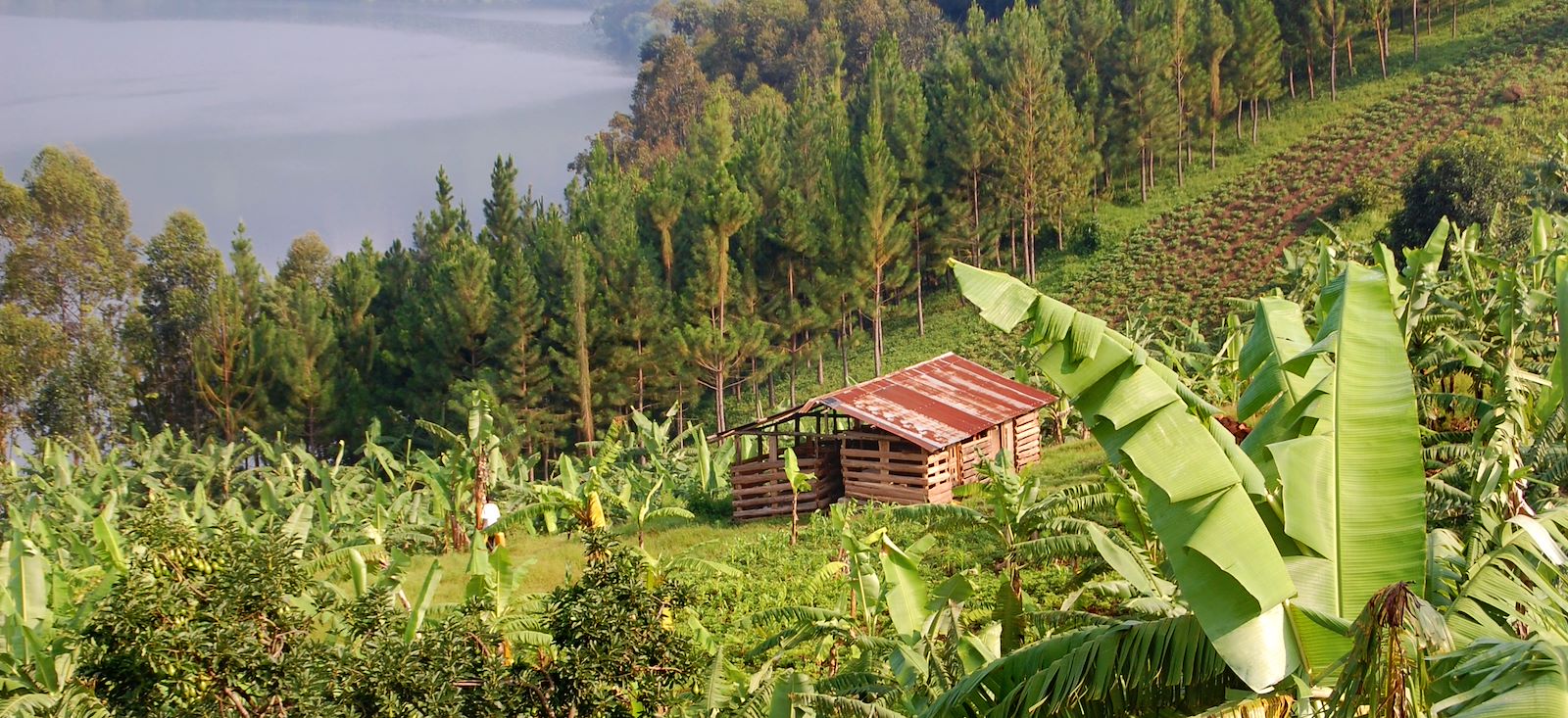 Image Rando, safaris et gorilles des montagnes !