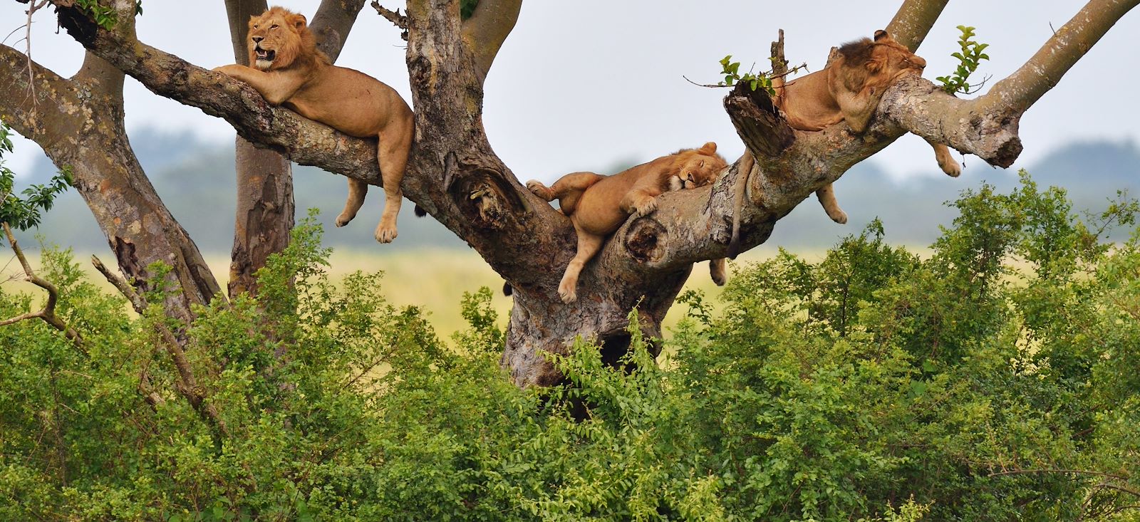 Image Rando, safaris et gorilles des montagnes !