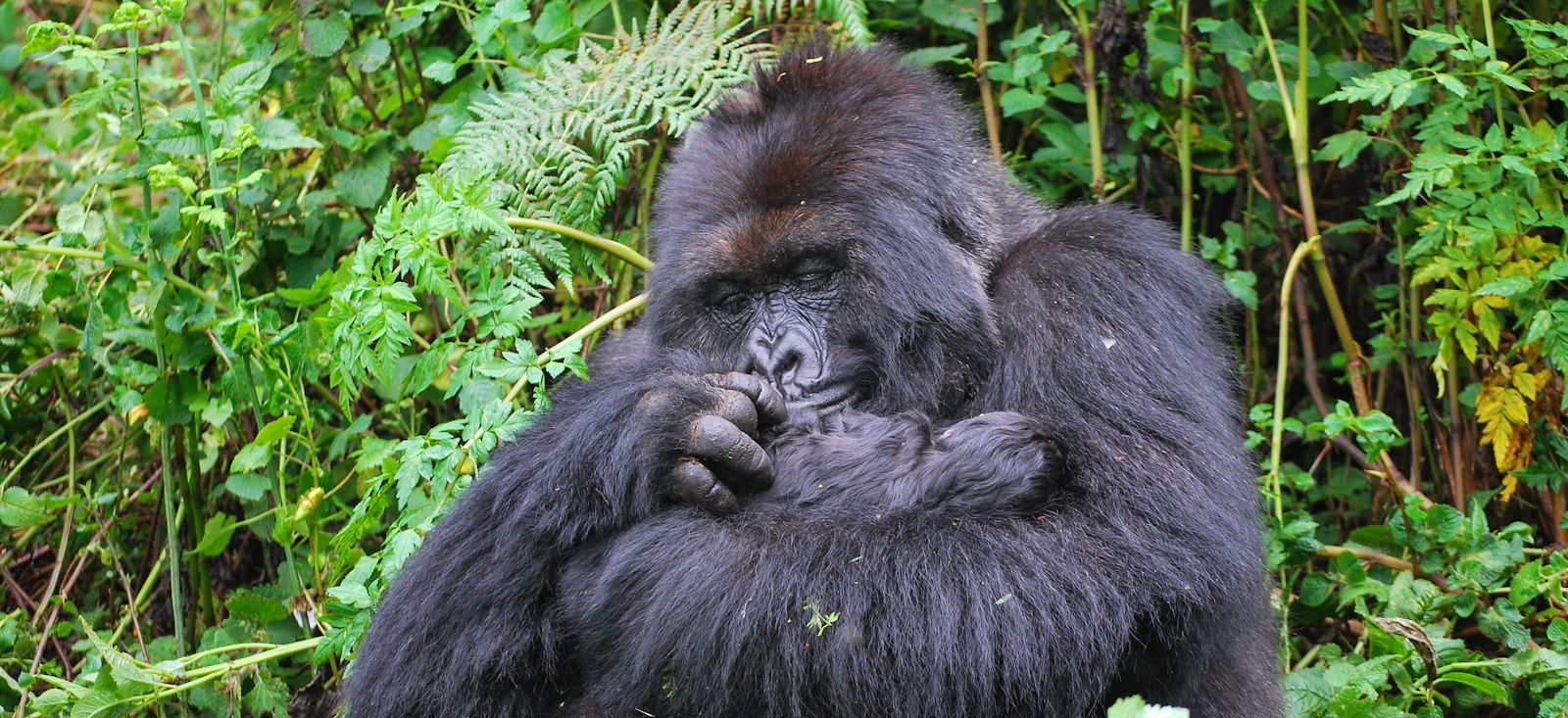 Image Rando, safaris et gorilles des montagnes !